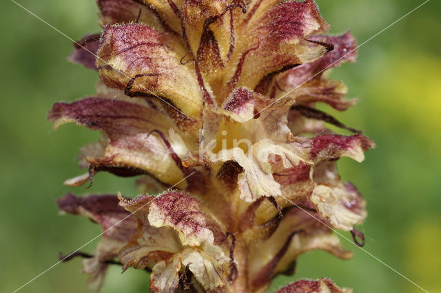 Distelbremraap (Orobanche reticulata)