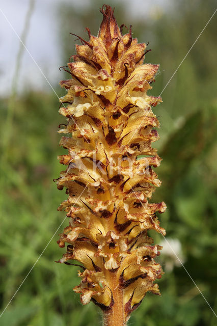 Distelbremraap (Orobanche reticulata)