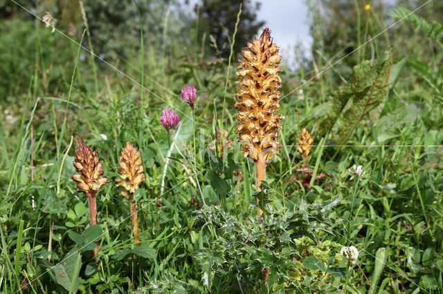 Distelbremraap (Orobanche reticulata)