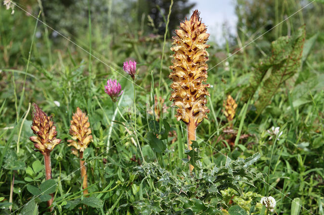 Distelbremraap (Orobanche reticulata)