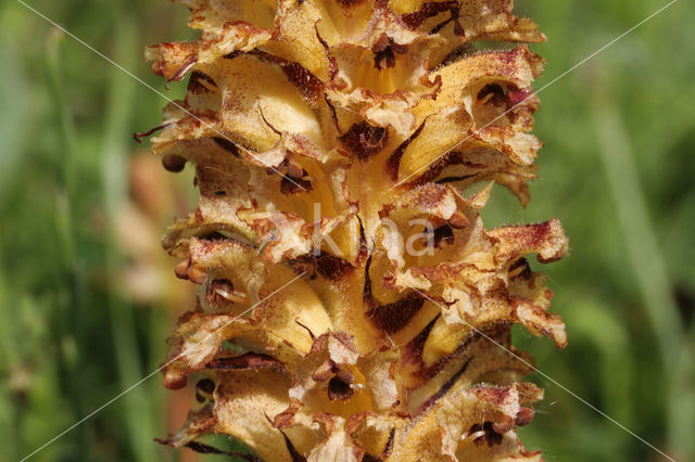 Thistle Broomrape (Orobanche reticulata)