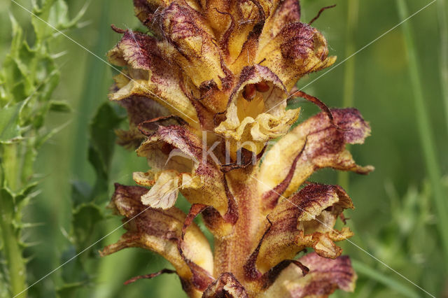 Distelbremraap (Orobanche reticulata)