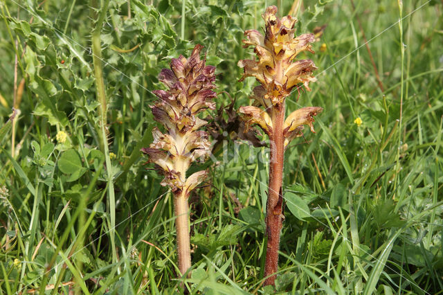 Distelbremraap (Orobanche reticulata)