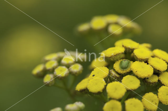 Thistle Tortoise Beetle (Cassida rubiginosa)