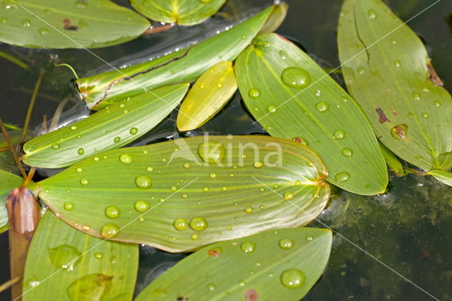 Broad-leaved Pondweed (Potamogeton natans)