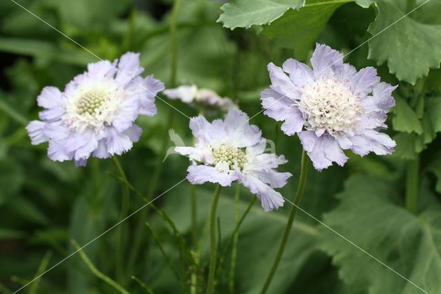 Small Scabious (Scabiosa columbaria)