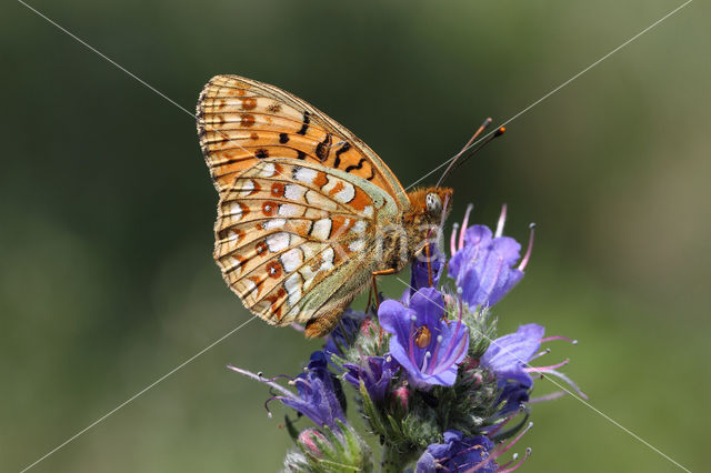 Duinparelmoervlinder (Argynnis niobe)