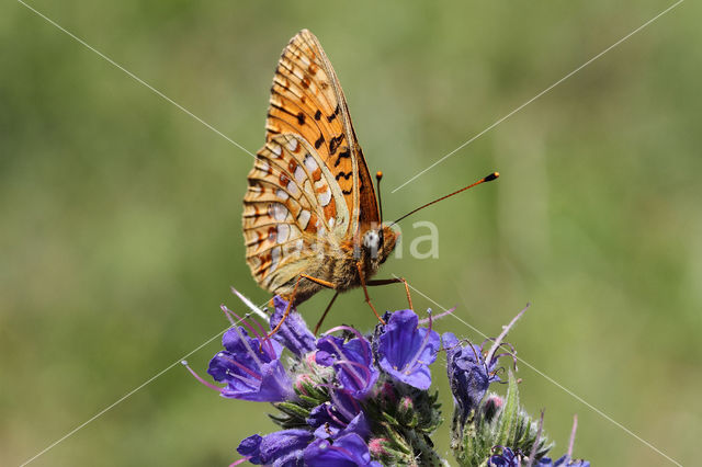 Duinparelmoervlinder (Argynnis niobe)