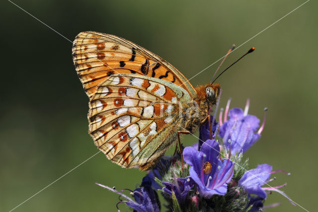 Duinparelmoervlinder (Argynnis niobe)