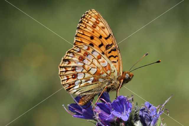 Duinparelmoervlinder (Argynnis niobe)