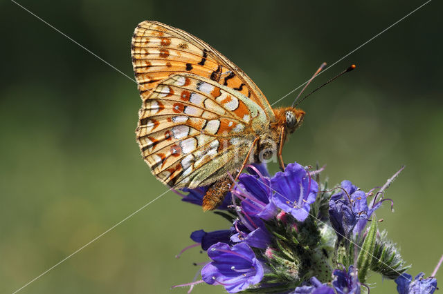 Niobe Fritillary (Argynnis niobe)