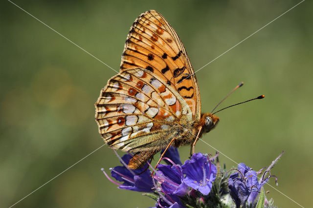 Duinparelmoervlinder (Argynnis niobe)