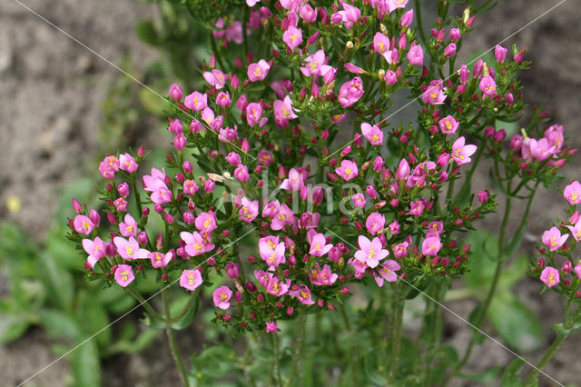 Duizendguldenkruid (Centaurium)