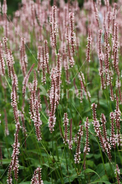 Polygonum affine