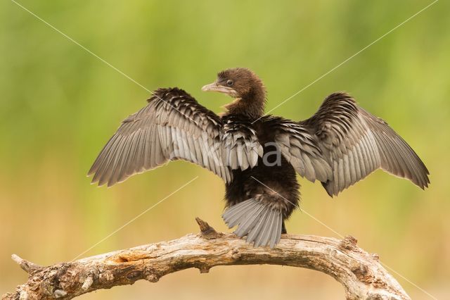 Dwergaalscholver (Phalacrocorax pygmeus)