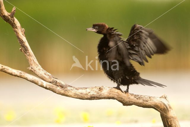 Dwergaalscholver (Phalacrocorax pygmeus)