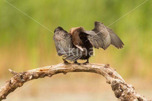 Dwergaalscholver (Phalacrocorax pygmeus)