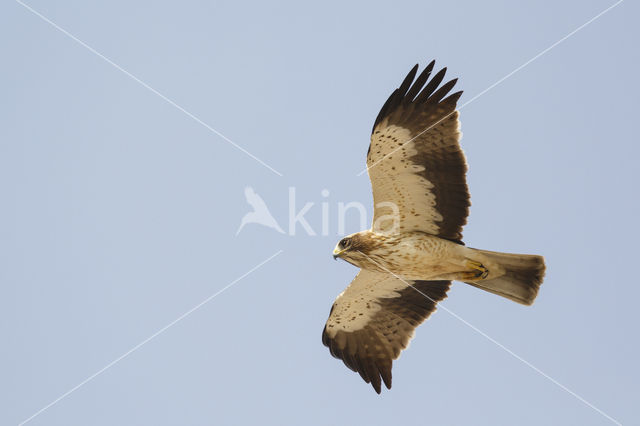 Booted Eagle (Hieraaetus pennatus)