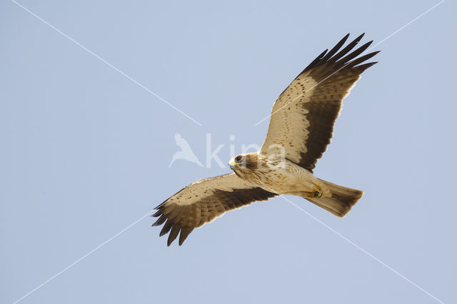 Booted Eagle (Hieraaetus pennatus)