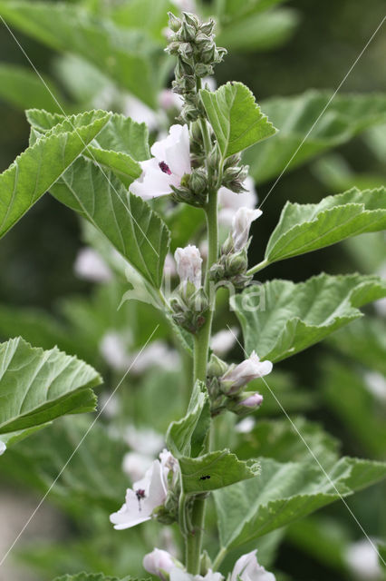 Marsh-mallow (Althaea officinalis)