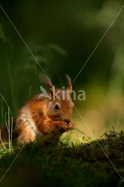 Red Squirrel (Sciurus vulgaris)