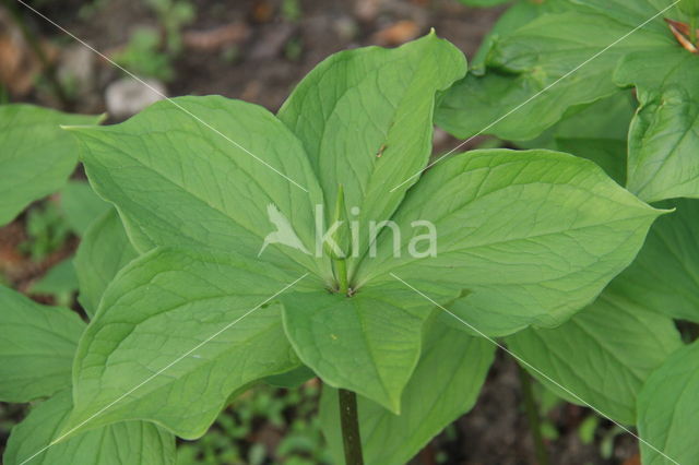 Herb-Paris