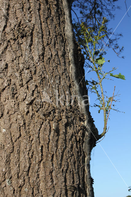 Oak processionary  moth (Thaumetopoea processionea)