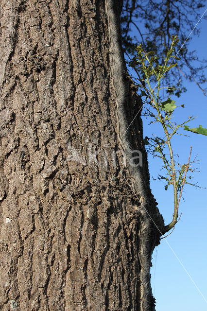 Oak processionary  moth (Thaumetopoea processionea)