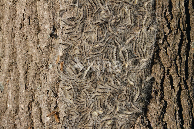 Oak processionary  moth (Thaumetopoea processionea)