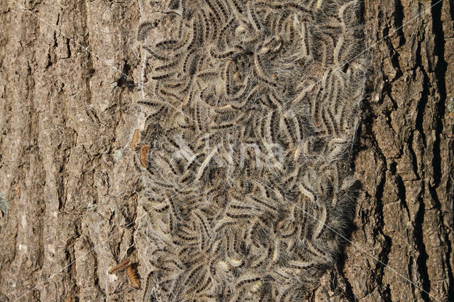 Oak processionary  moth (Thaumetopoea processionea)