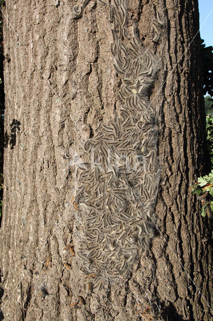 Oak processionary  moth (Thaumetopoea processionea)