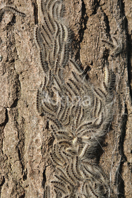 Oak processionary  moth (Thaumetopoea processionea)