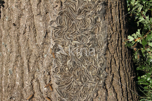 Oak processionary  moth (Thaumetopoea processionea)