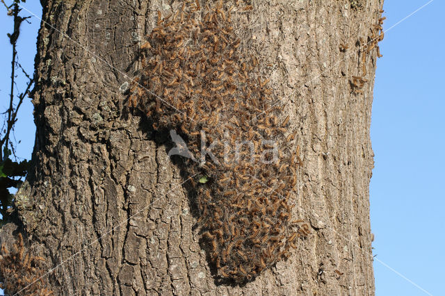 Oak processionary  moth (Thaumetopoea processionea)