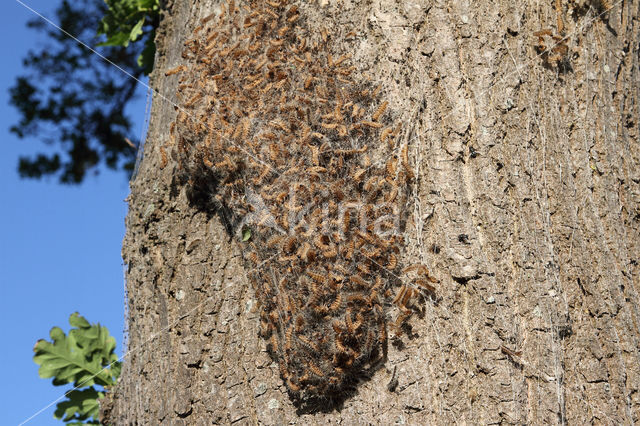 Oak processionary  moth (Thaumetopoea processionea)