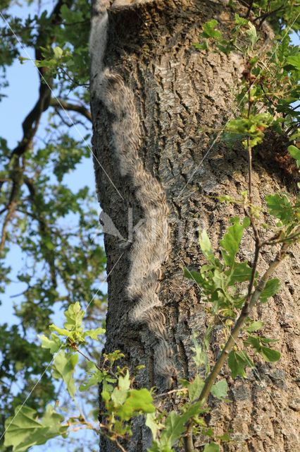 Oak processionary  moth (Thaumetopoea processionea)