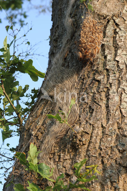 Oak processionary  moth (Thaumetopoea processionea)