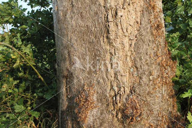 Oak processionary  moth (Thaumetopoea processionea)