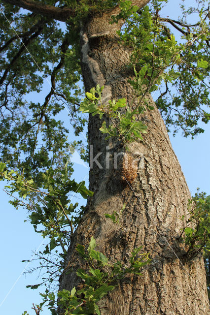 Oak processionary  moth (Thaumetopoea processionea)