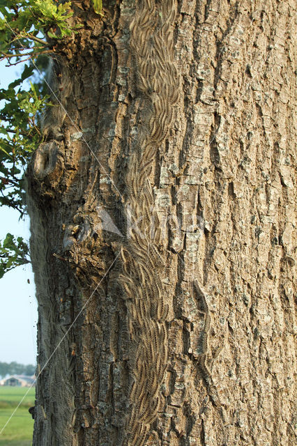 Oak processionary  moth (Thaumetopoea processionea)