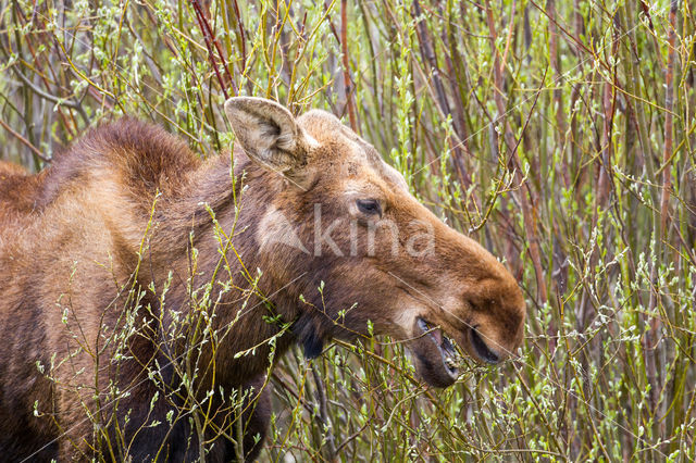 Elk (Alces alces)