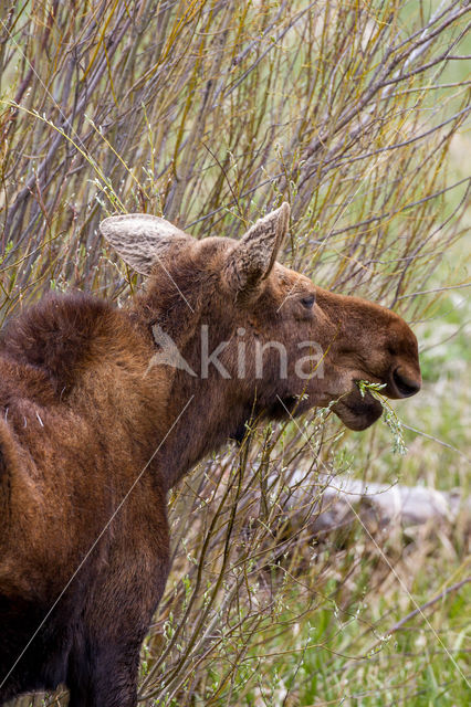 Eland (Alces alces)