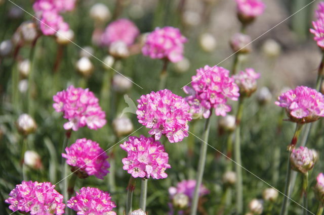 Thrift seapink (Armeria maritima)