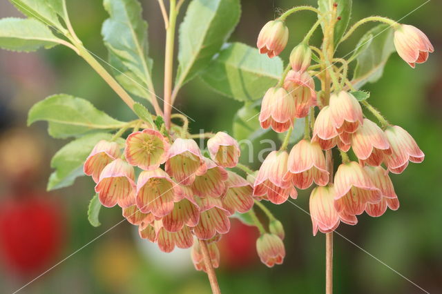 Enkianthus campanulatus