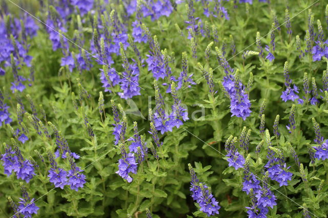 speedwell (Veronica)