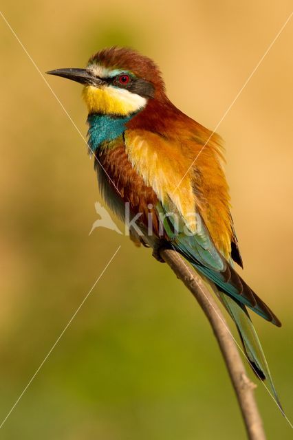 Europese Bijeneter (Merops apiaster)