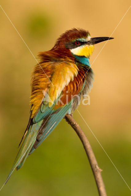 European Bee-eater (Merops apiaster)