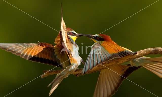 European Bee-eater (Merops apiaster)