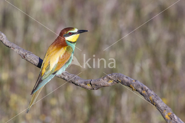 Europese Bijeneter (Merops apiaster)