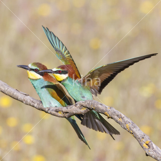 European Bee-eater (Merops apiaster)